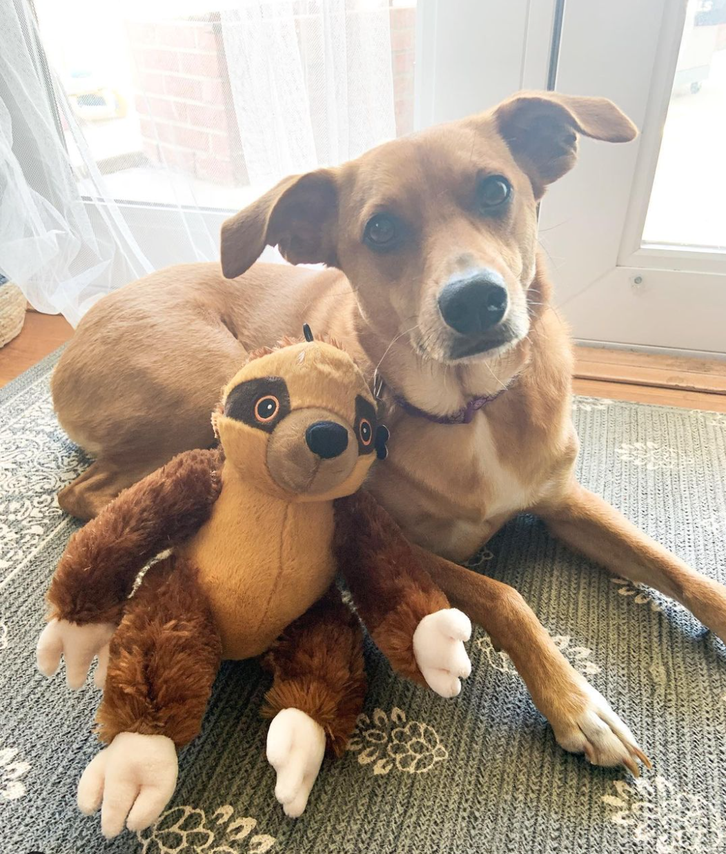 SnugArooz Sasha the Sloth Plush Dog Toy 11"