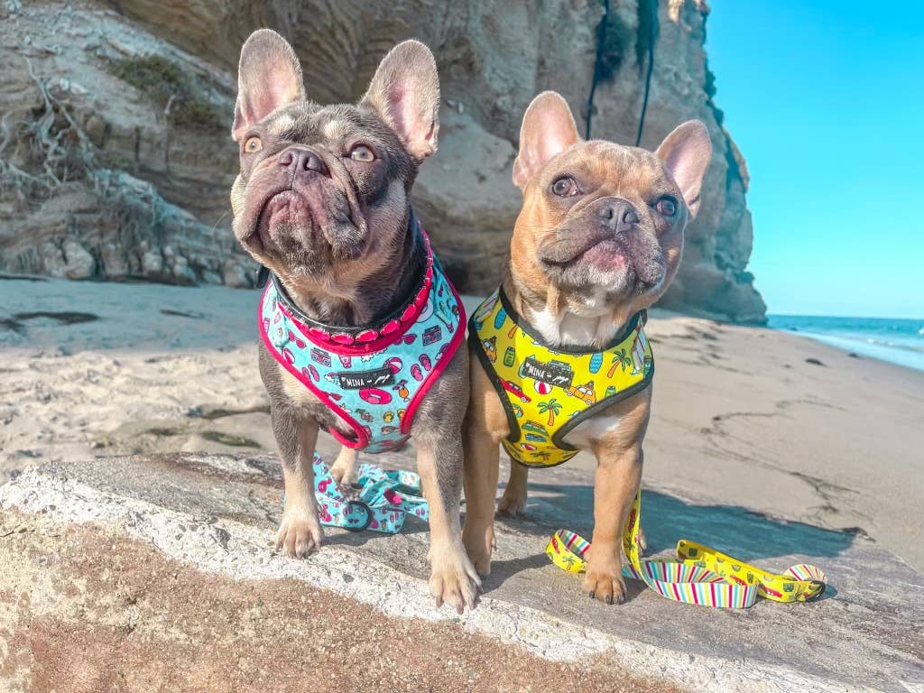 Mina + Pup - POOL DAY  DOG OR CAT ADJUSTABLE HARNESS