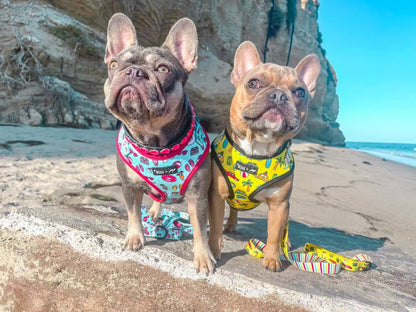 Mina + Pup - POOL DAY  DOG OR CAT ADJUSTABLE HARNESS