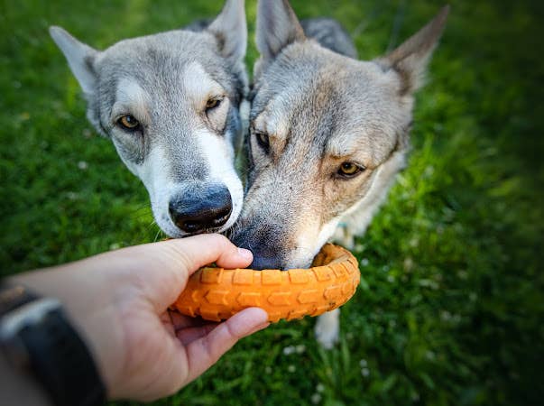 Spunky Pup - Gnaw Guard Foam Toys - Large Ring - Doot's Pet LLC Collars For A Cause