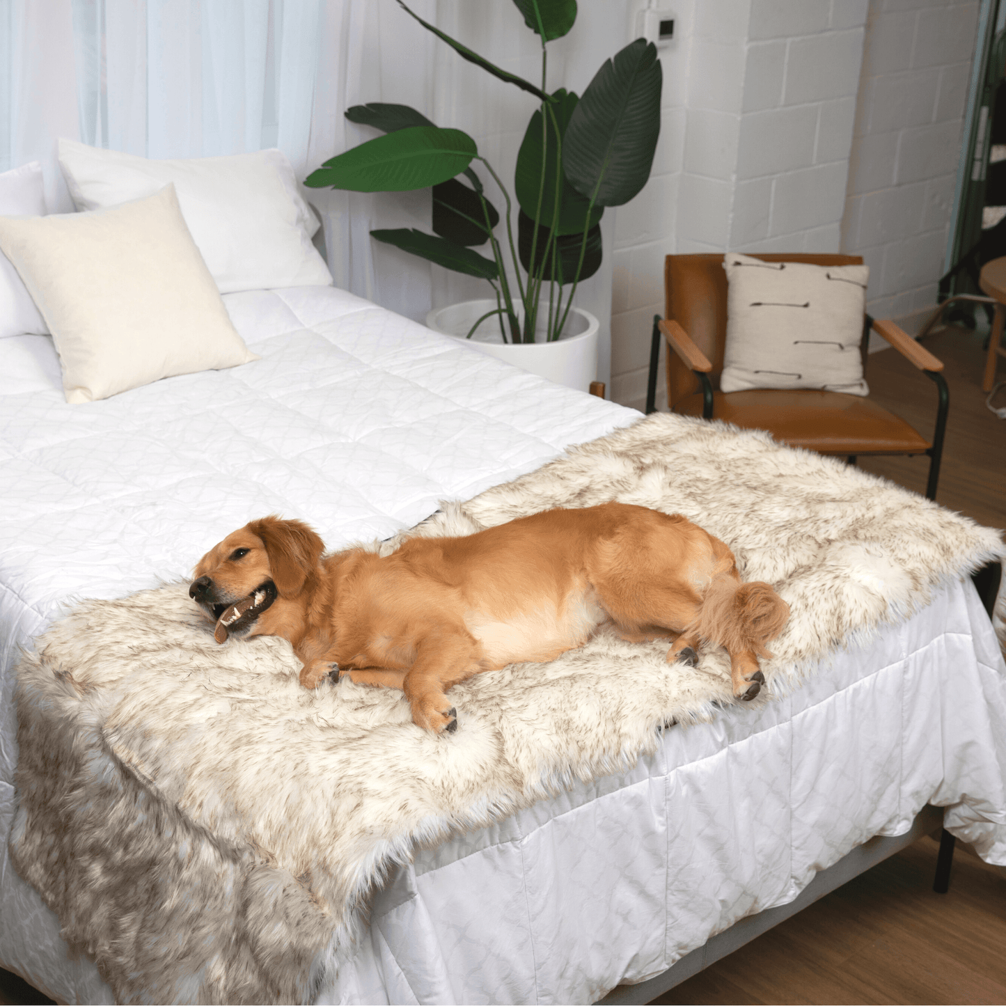 PupProtector™ Waterproof Bed Runner - White with Brown Accents - Doot's Pet LLC Collars For A Cause