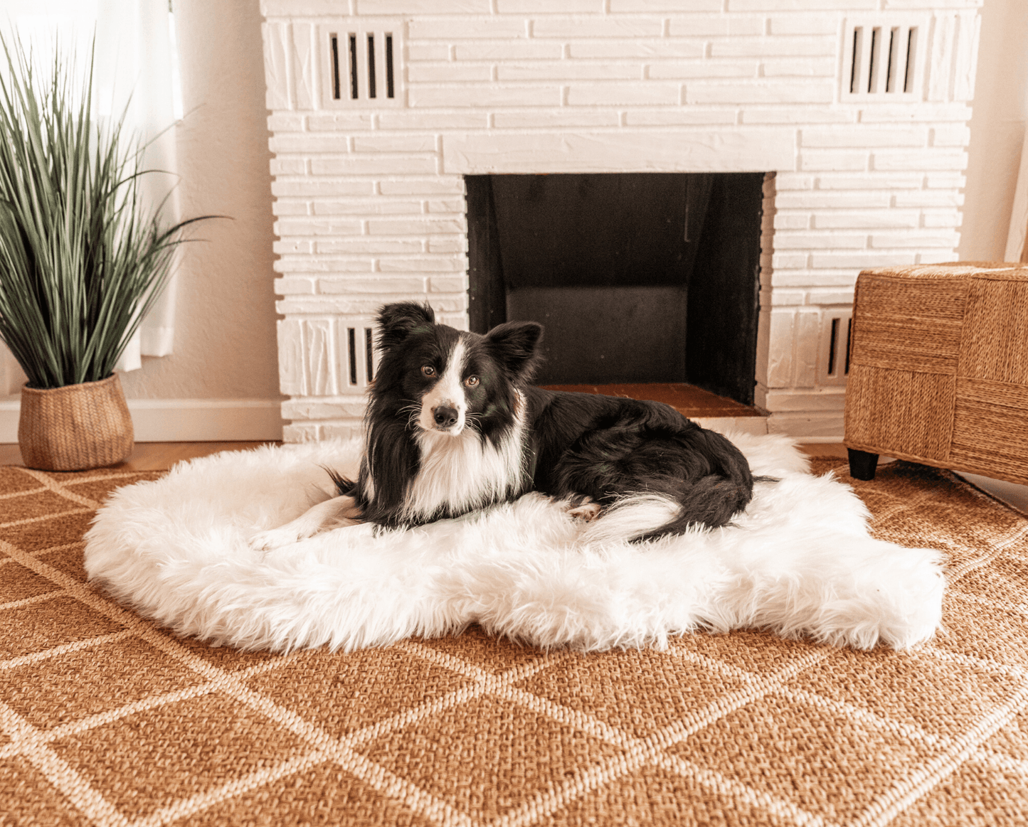 PupRug by Paw.com® Faux Fur Orthopedic Dog Bed - Curve Polar White - Doot's Pet LLC Collars For A Cause