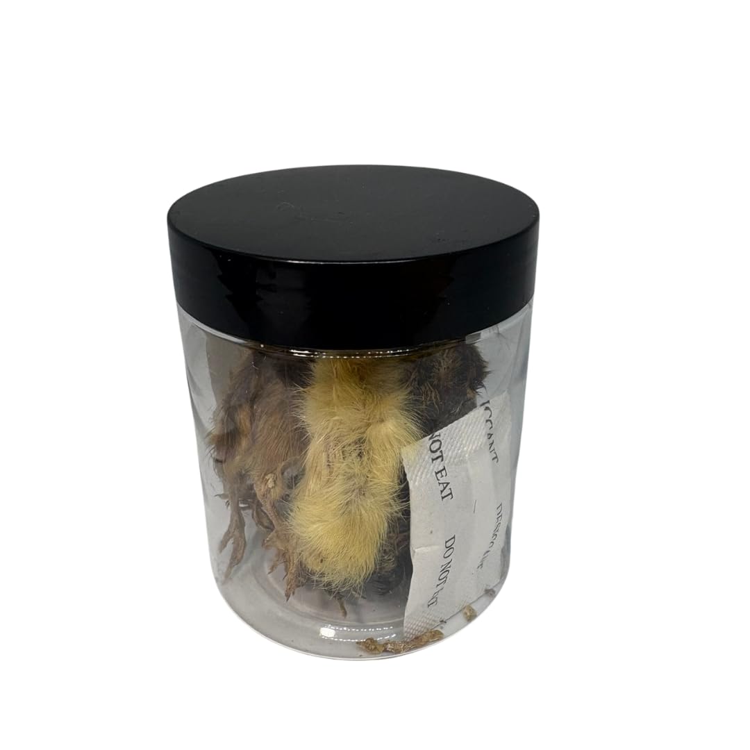 Whole Quail Chick for Carnivore Pets - Natural Prey Feeding - Quality Protein Source Medium Size Chicks 5 Count - Doot's Pet LLC Collars For A Cause