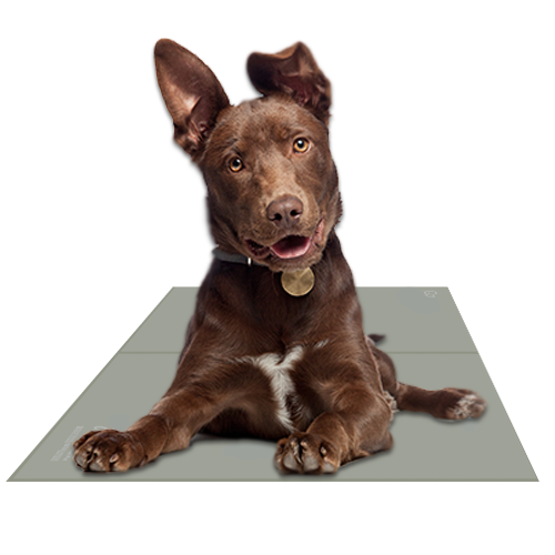 The Green Pet Shop - Chillz Gel Mat