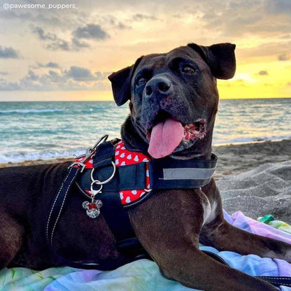 Joyride Harness - Red Hearts Joyride Basic Essential Dog Harness 1.0 - XL
