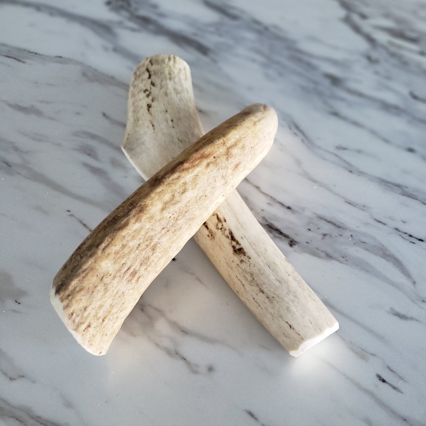 Medium Whole Elk Antler Dog Chew - Doot's Pet LLC Collars For A Cause