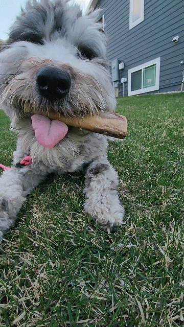 Ostrich Chunky Bones (5" x 2" - 2 Pack): The Long-Lasting, Flavor-Packed Bones for Medium to Large Dogs - Doot's Pet LLC Collars For A Cause