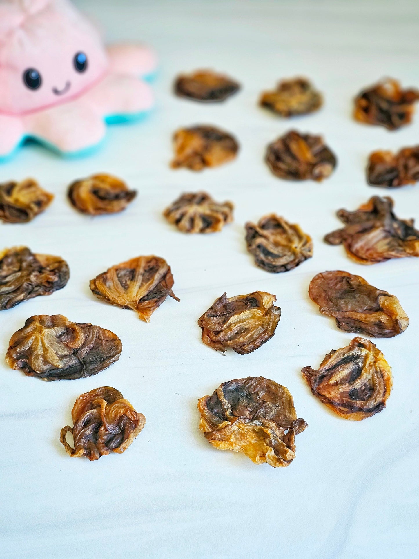 Baby Octopus (Wild Caught) - Doot's Pet LLC Collars For A Cause