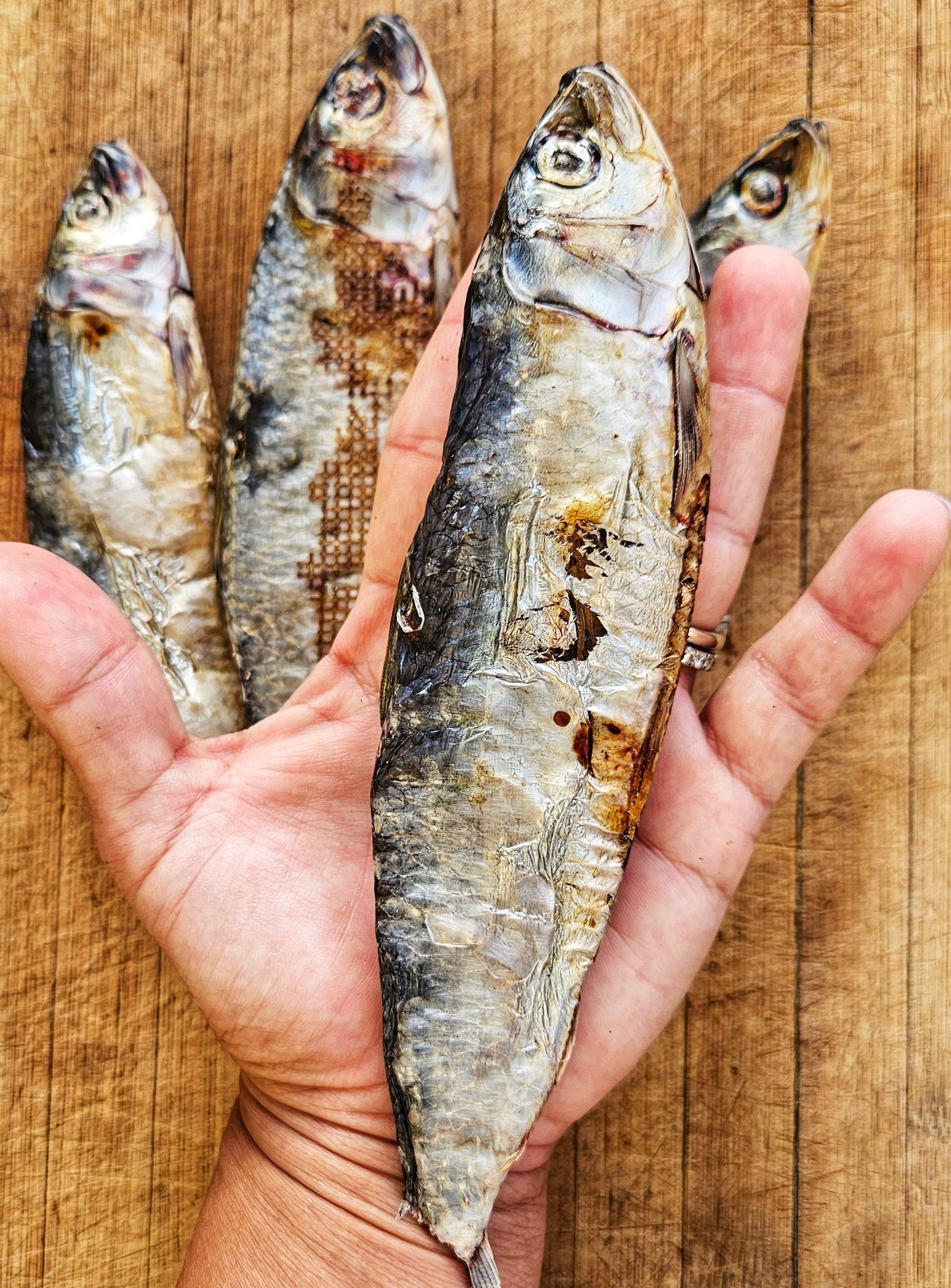 Dehydrated Wild-Caught Sardines for Cats & Dogs — 100% Single Ingredient | Raw Instincts Florida | Qty: 5 Fish - Doot's Pet LLC Collars For A Cause