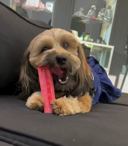 Doot's Chew Bar - Yeti Dog Chew - Yeti Fruit Chews Large, Coconut, Mango, Strawberry - Doot's Pet LLC Collars For A Cause