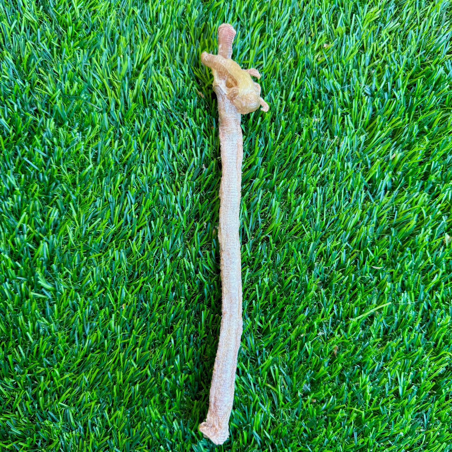 Doot's Chew Bar - Golden Nibbles - Duck Trachea -  for Cats, Puppies, Small Dogs