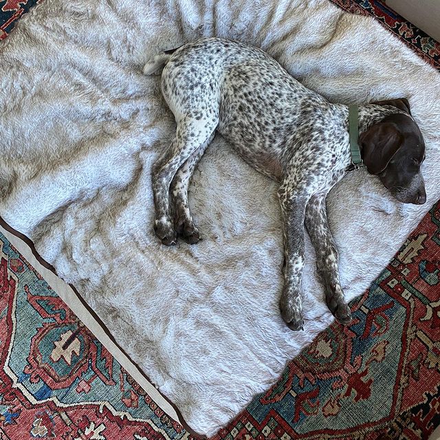 PupProtector™ Short Fur Waterproof Throw Blanket - White with Brown Accents - Doot's Pet LLC Collars For A Cause