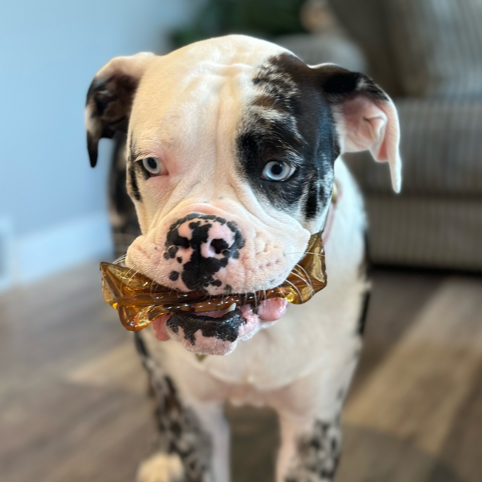 Doots Chew Bar - Wag & Bright Supply Co. - Mighty Marrows Collagen Dental Chew - Spirulina Beef - 2 sizes - Doot's Pet LLC Collars For A Cause