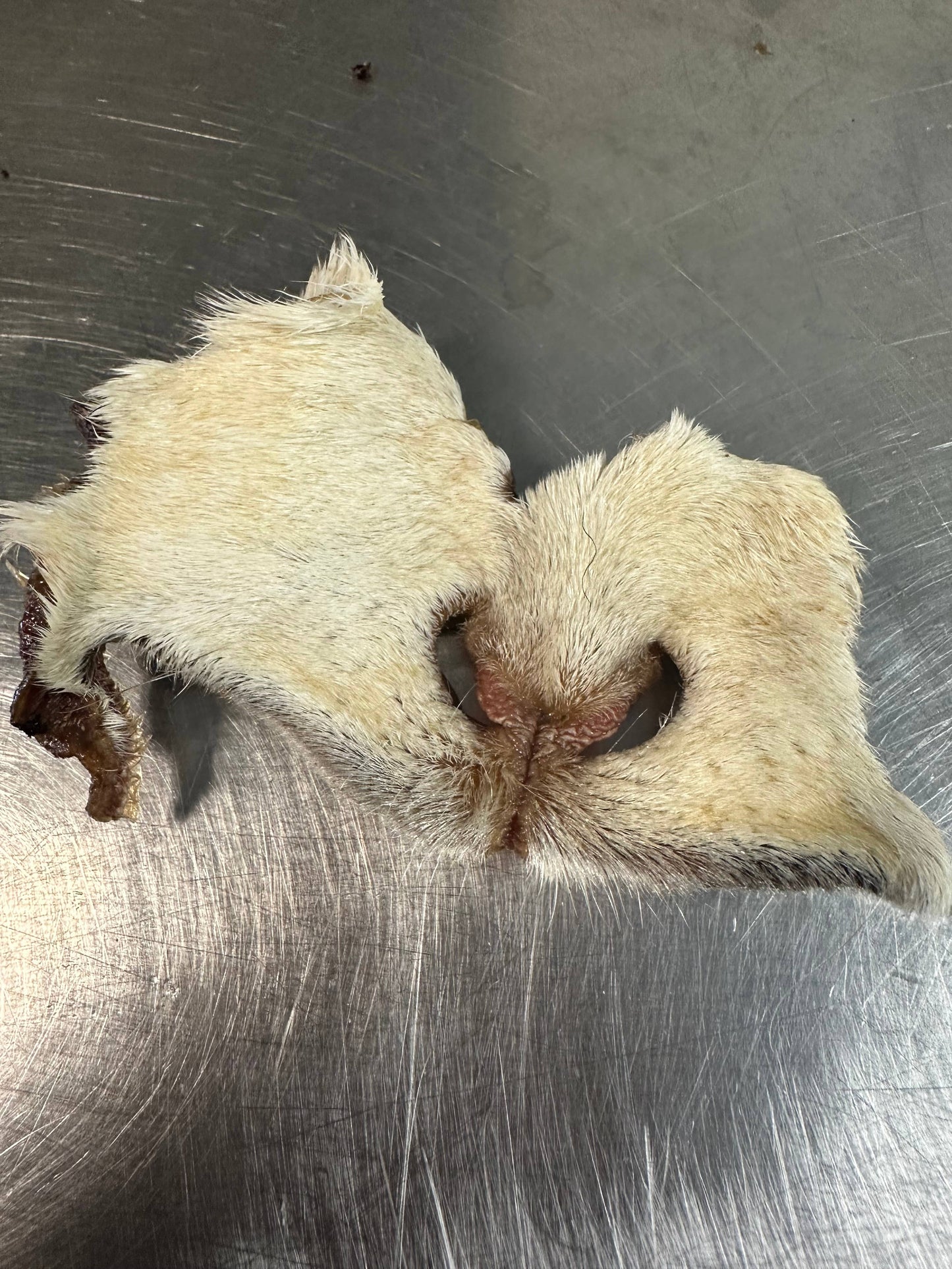 Doot's Chew Bar - Goat Snouts