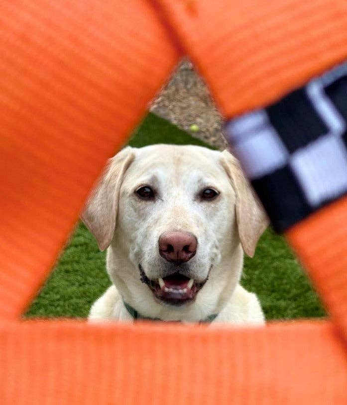 Katie's Bumpers - Best KB Frequent Flyer Mini Triangle Dog Fetch Toy