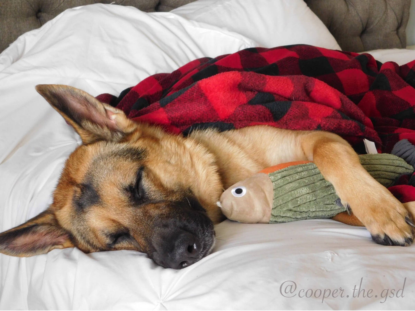 Tall Tails - Tall Tails Plush Fish Squeaker Toy - 12"