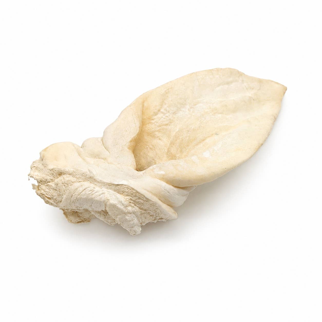 Doot's Chew Bar - White Puffed/Coned Water Buffalo Ear