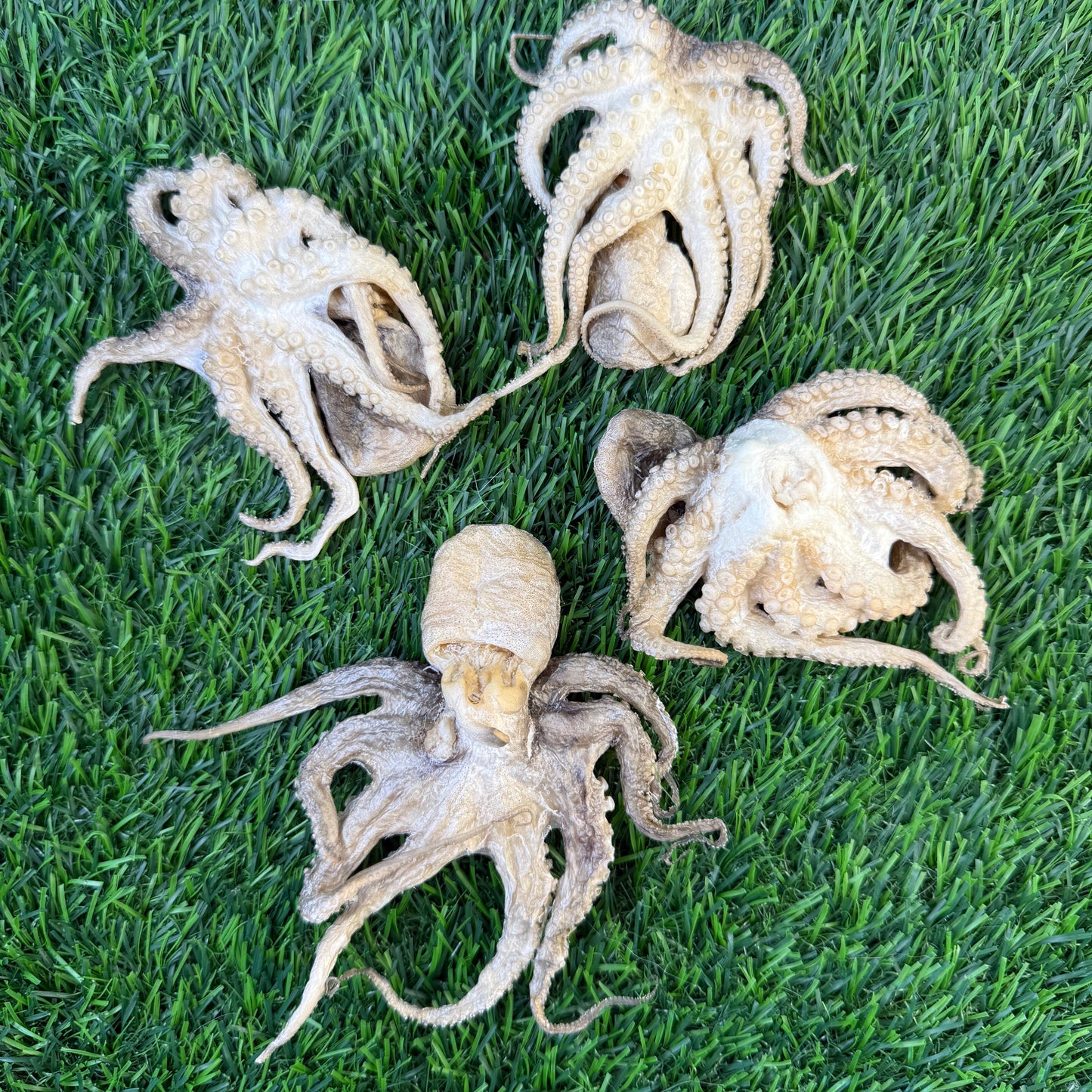 Doot's Chew Bar- Golden Nibbles - Baby Octopus - Single Piece Freeze Dried Treats for Dogs & Cat