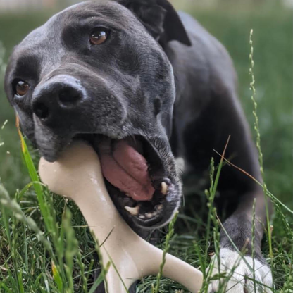 BetterBone Natural Dog Chews - BetterBone HARD -Durable, All-Natural, No Nylon, Sustainable - Unflavored / Large (dogs over 25 lbs)