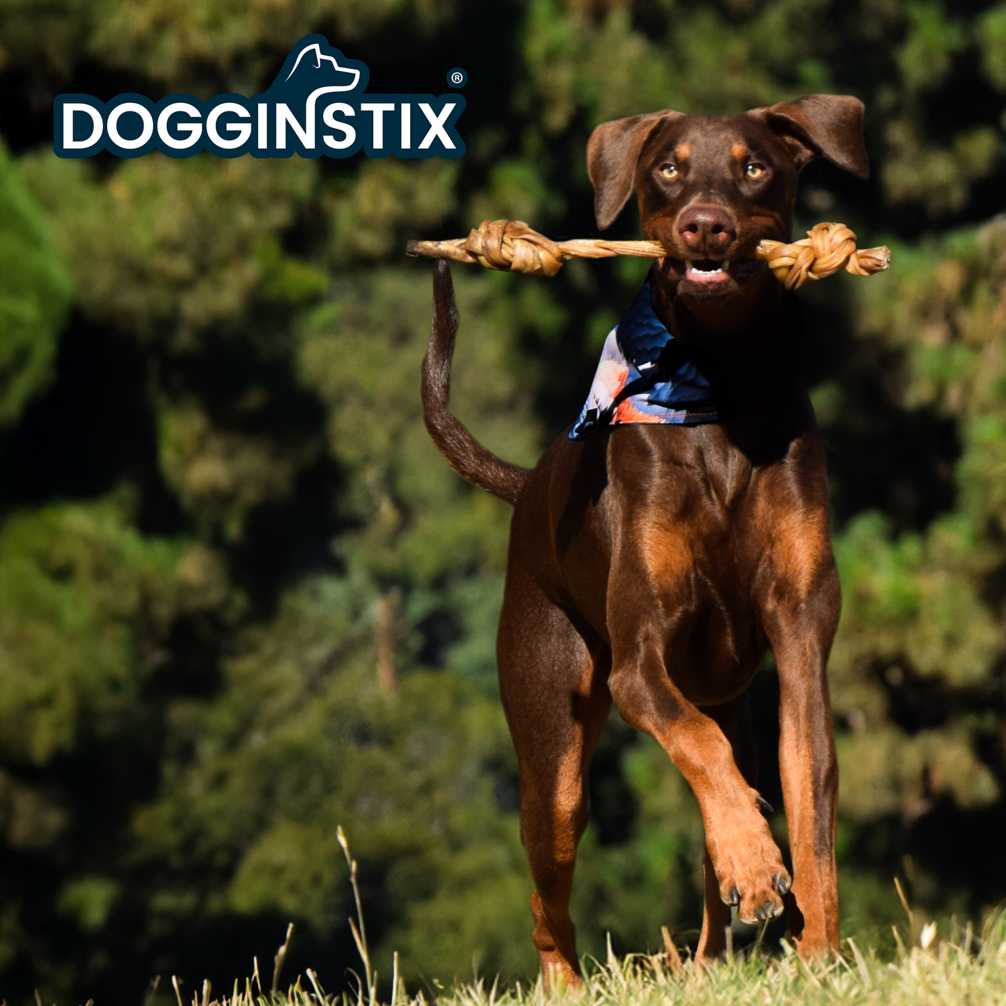 Doot's Chew Bar - Dogginstix - Braided Sticks Lamb Collagen Double Knots