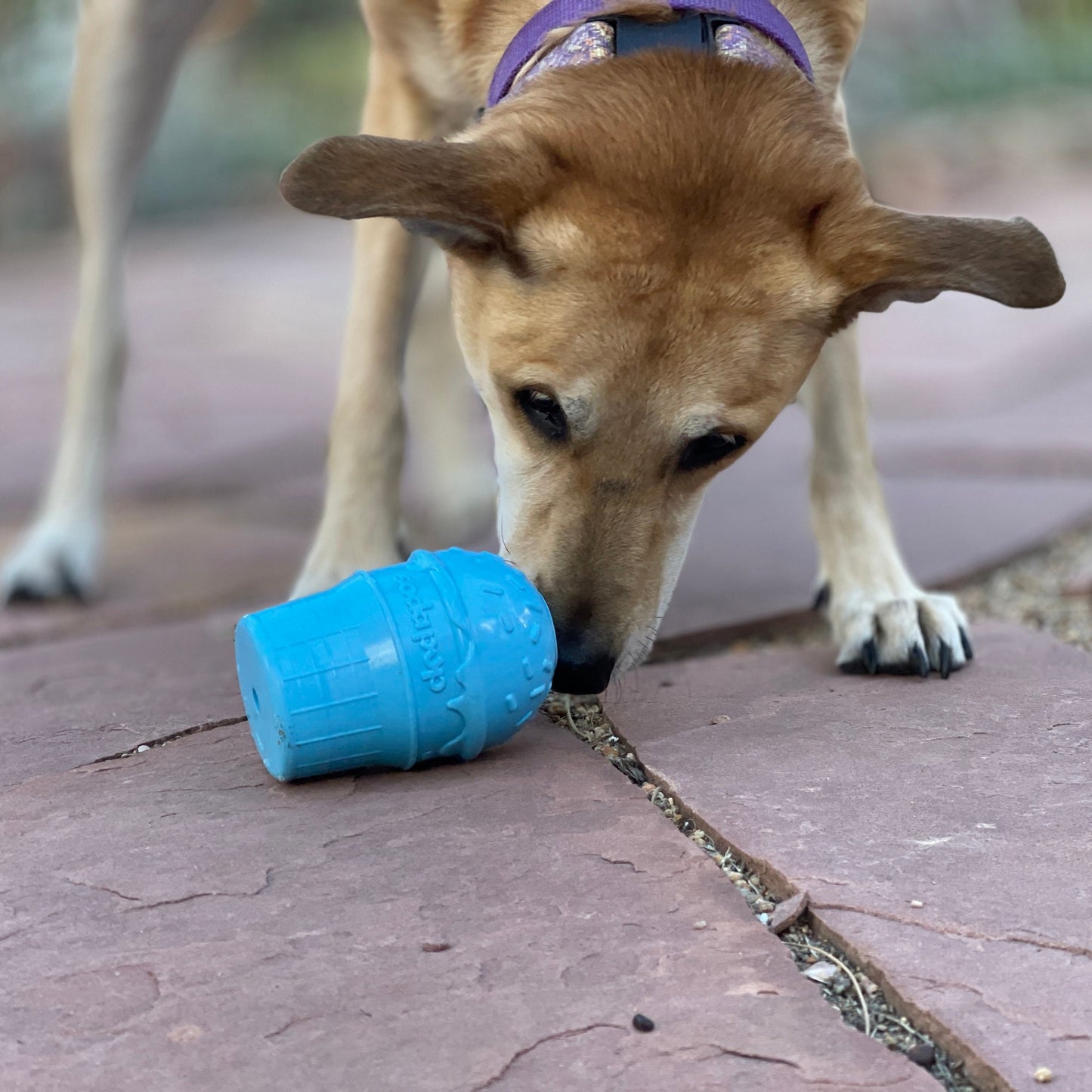 Ice Cream Cone Durable PUP-X Rubber eDispenser Chew Toy and Treat Dispenser - Doot's Pet LLC Collars For A Cause