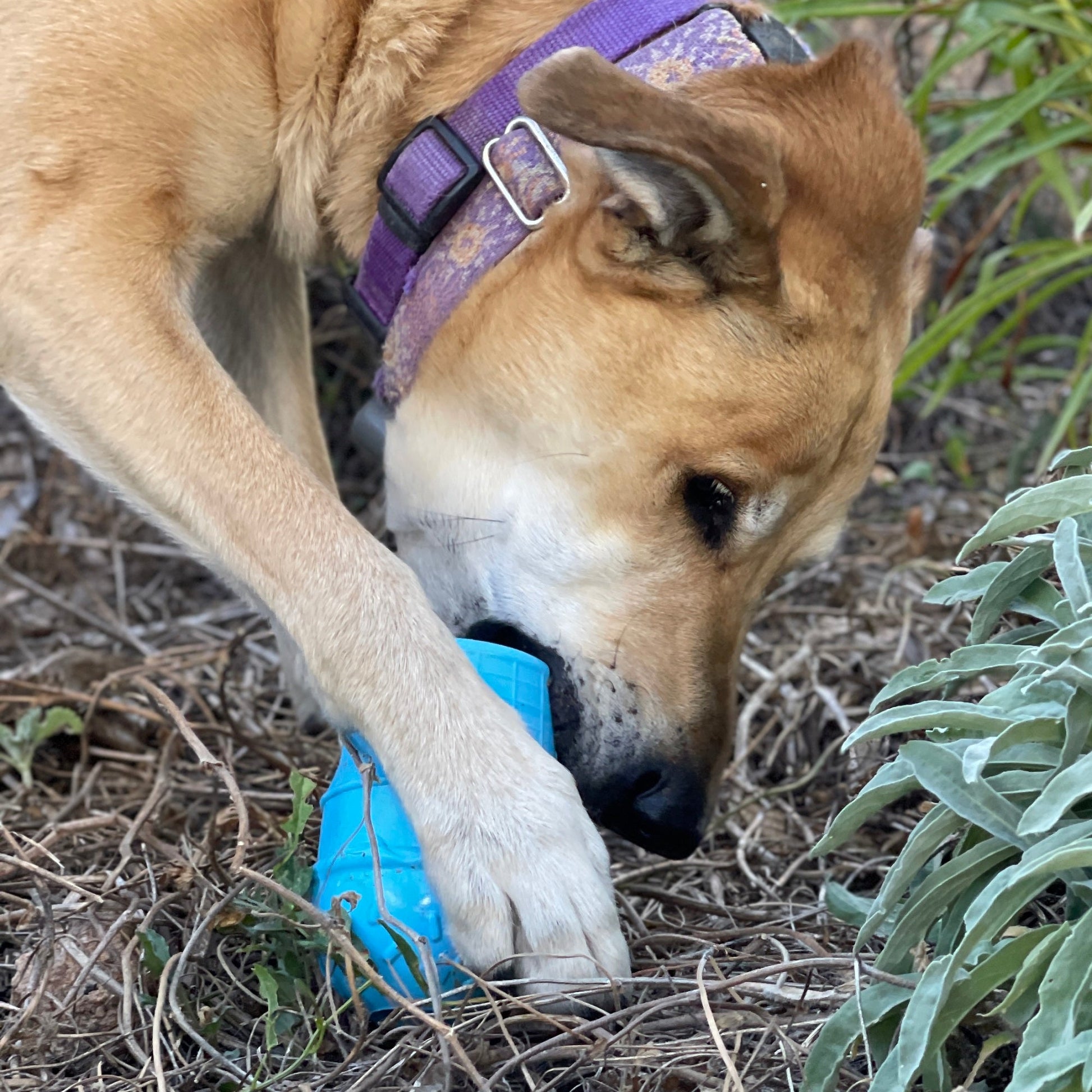 Ice Cream Cone Durable PUP-X Rubber eDispenser Chew Toy and Treat Dispenser - Doot's Pet LLC Collars For A Cause