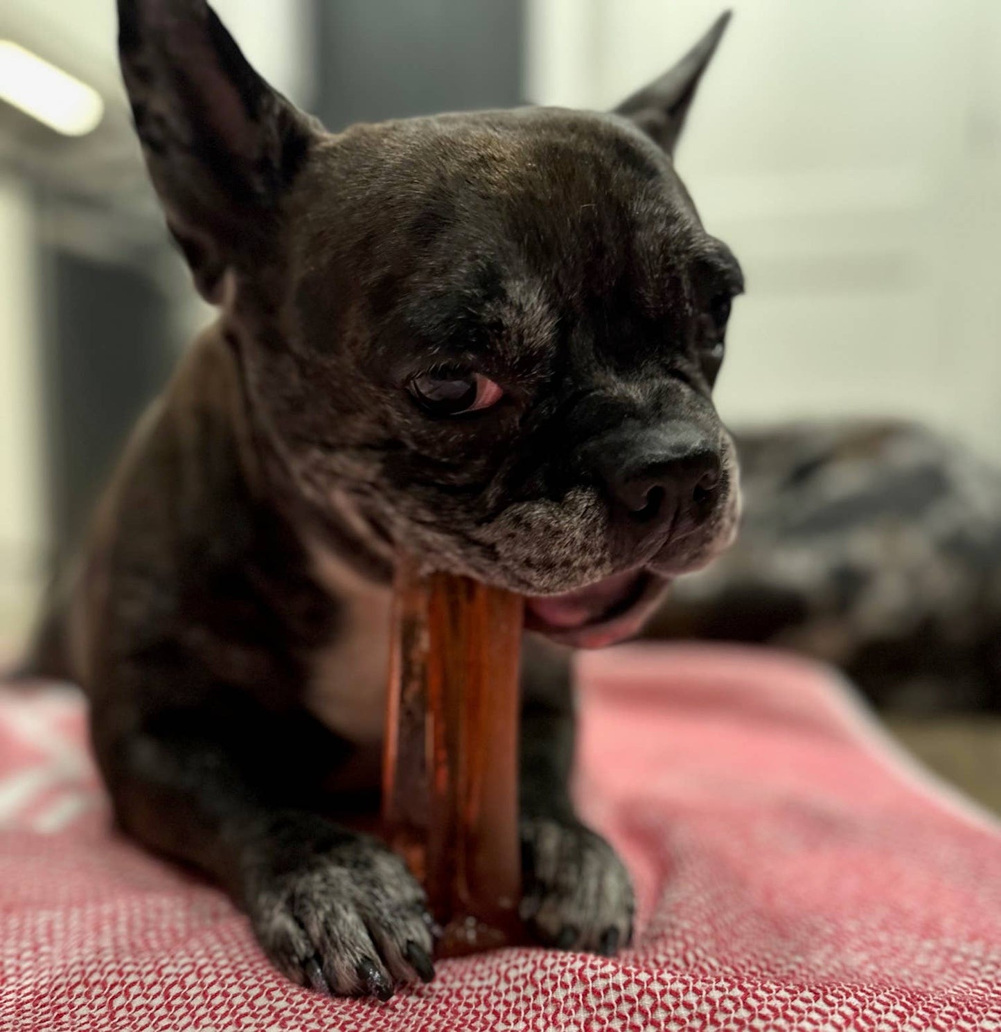 Wag & Bright Supply Co. - Mighty Marrows Collagen Dental Chew - Bacon