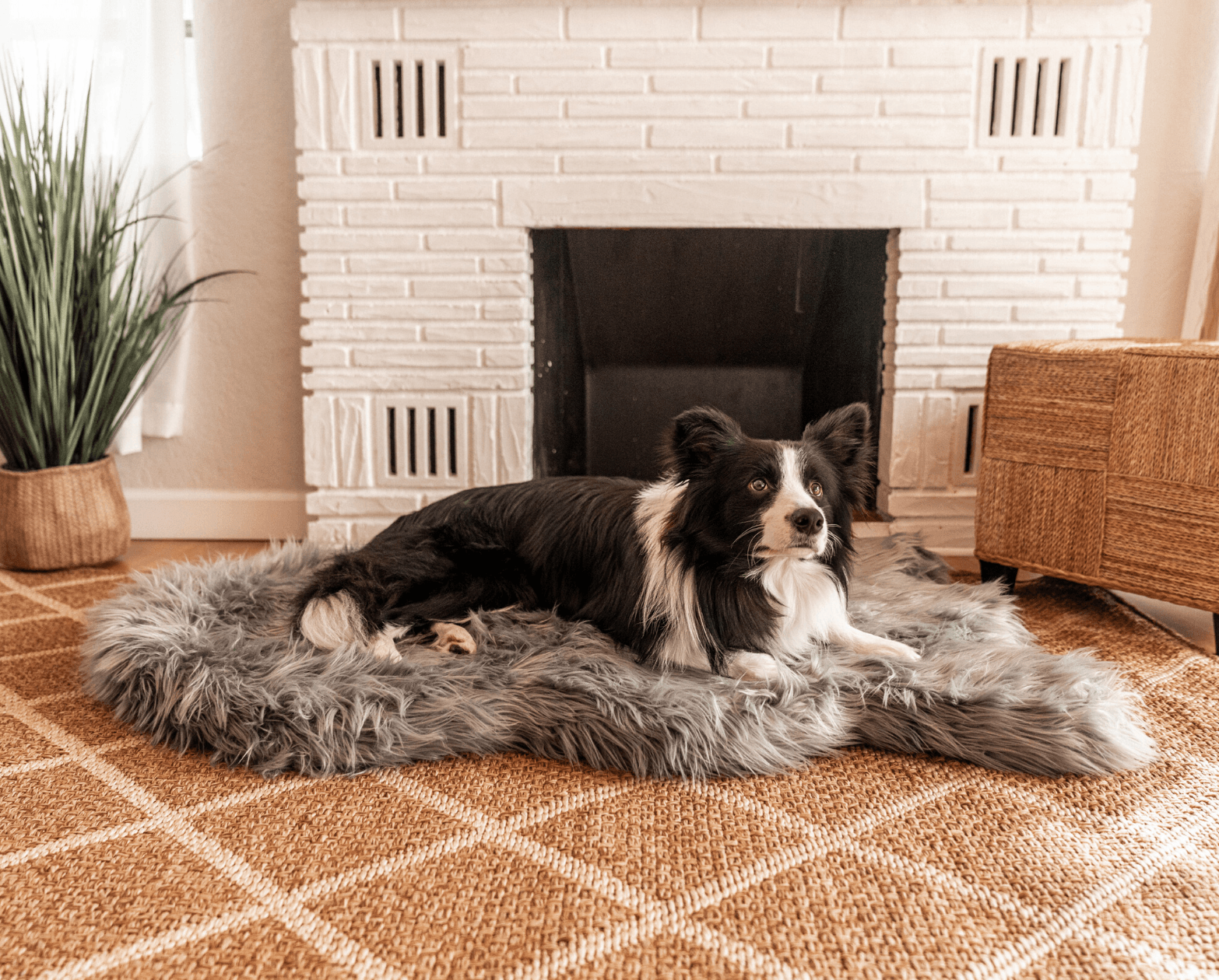 PupRug by Paw.com® Faux Fur Orthopedic Dog Bed - Curve Charcoal Grey - Doot's Pet LLC Collars For A Cause