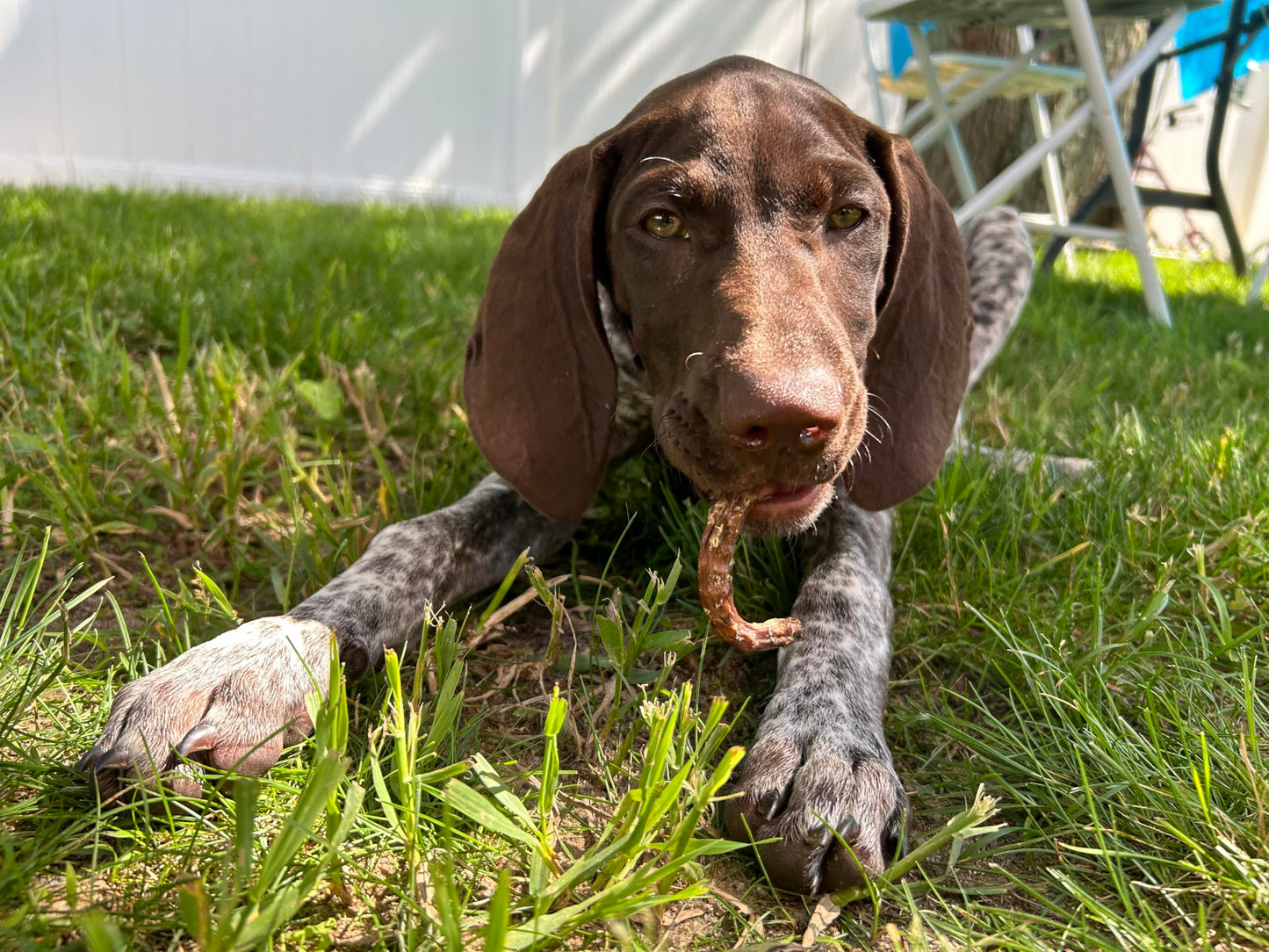 Organically Fed Quail Crunch Sticks and Legs - Healthy and Delicious Treat for Pets - Doot's Pet LLC Collars For A Cause