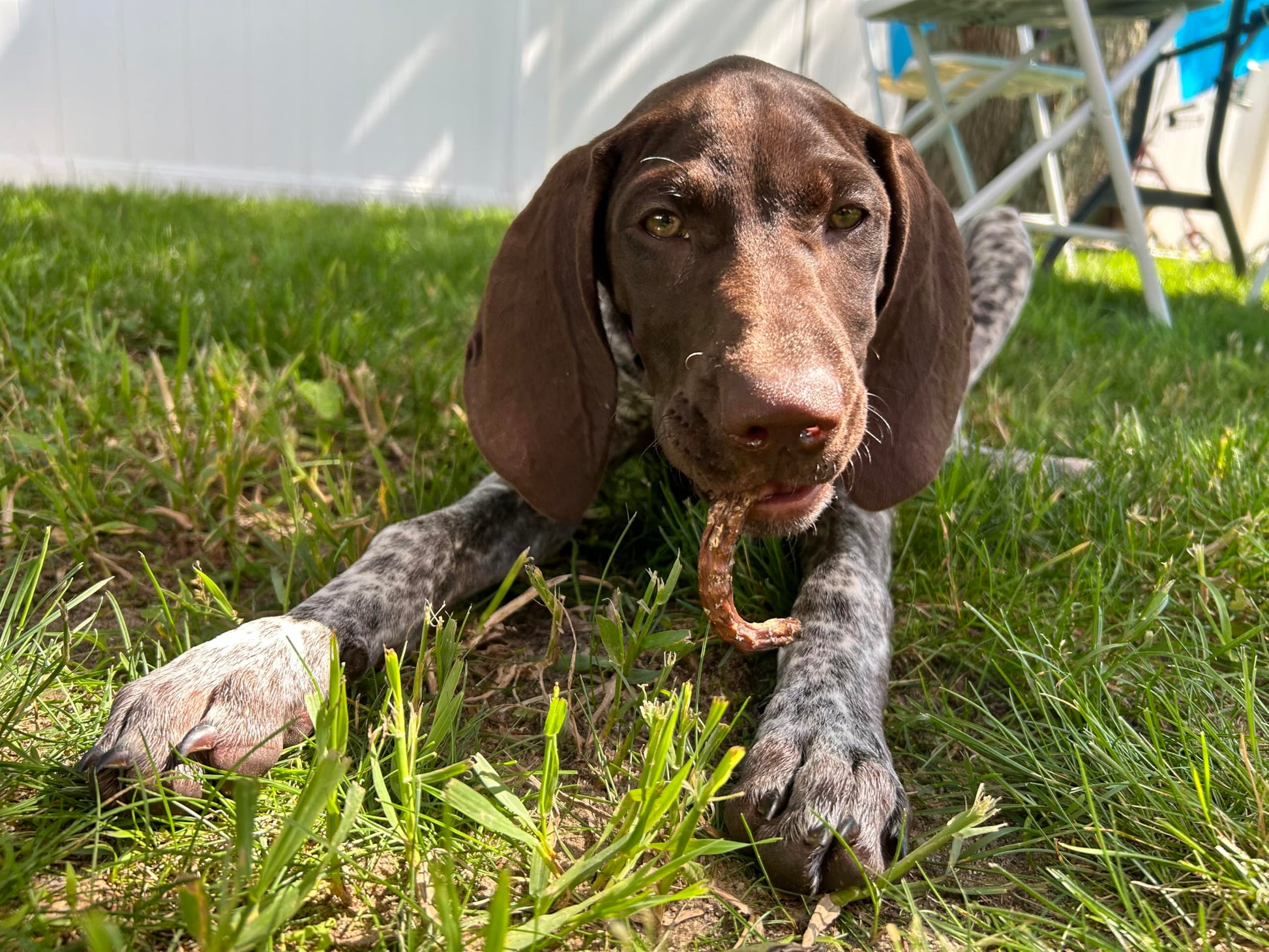 Organically Fed Quail Crunch Sticks and Legs - Healthy and Delicious Treat for Pets - Doot's Pet LLC Collars For A Cause