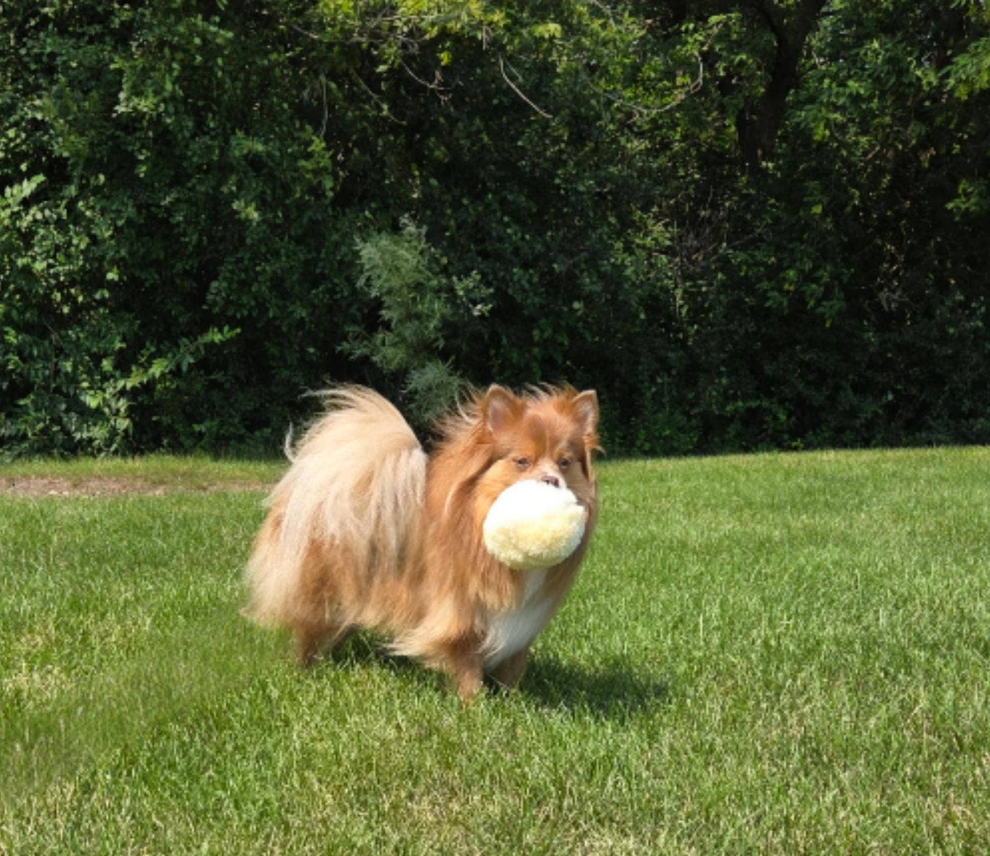 Herders Choice - Furbul   Real Sheep Fur Cuddle Ball for Dogs and Cats