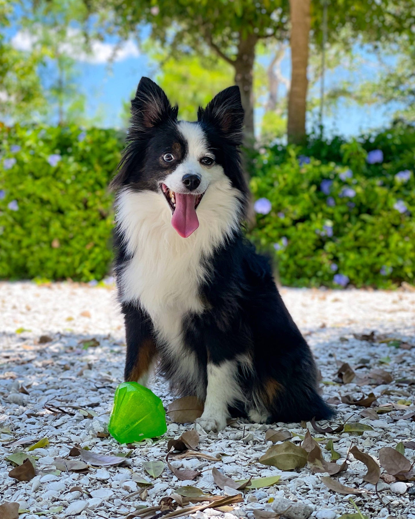 Spunky Pup - Squeaky Gems! - Diamond - Doot's Pet LLC Collars For A Cause