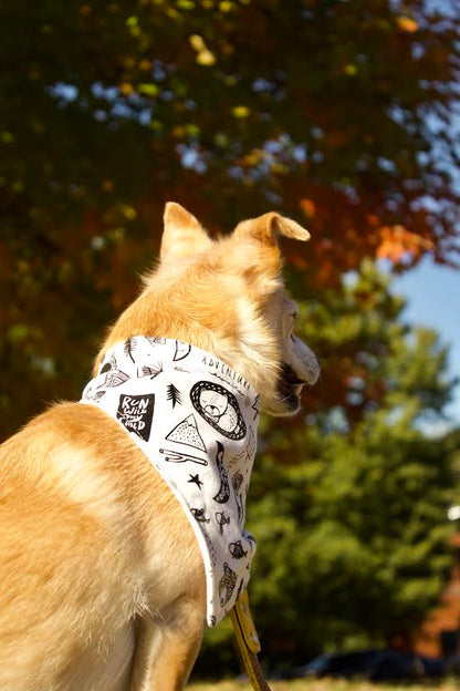 "Adventure" Dog Bandana