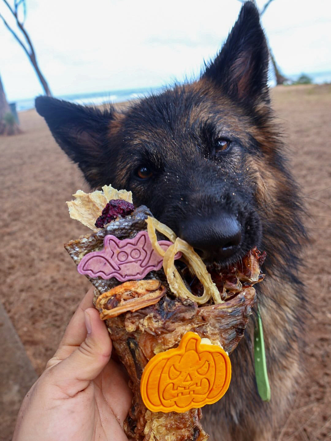 Chicken Frames (Chunked) - Doot's Pet LLC Collars For A Cause