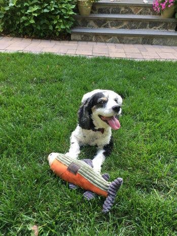 Tall Tails - Tall Tails Plush Fish Squeaker Toy - 12"