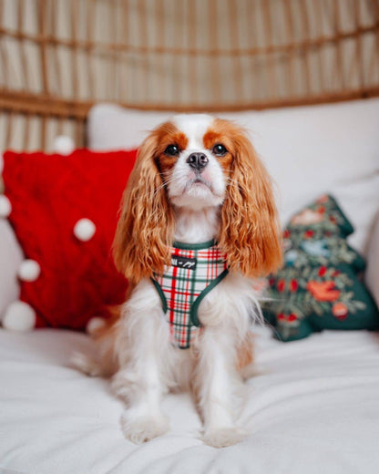 Mina + Pup - “You’re A Gift” Dog Cat Adjustable Harness