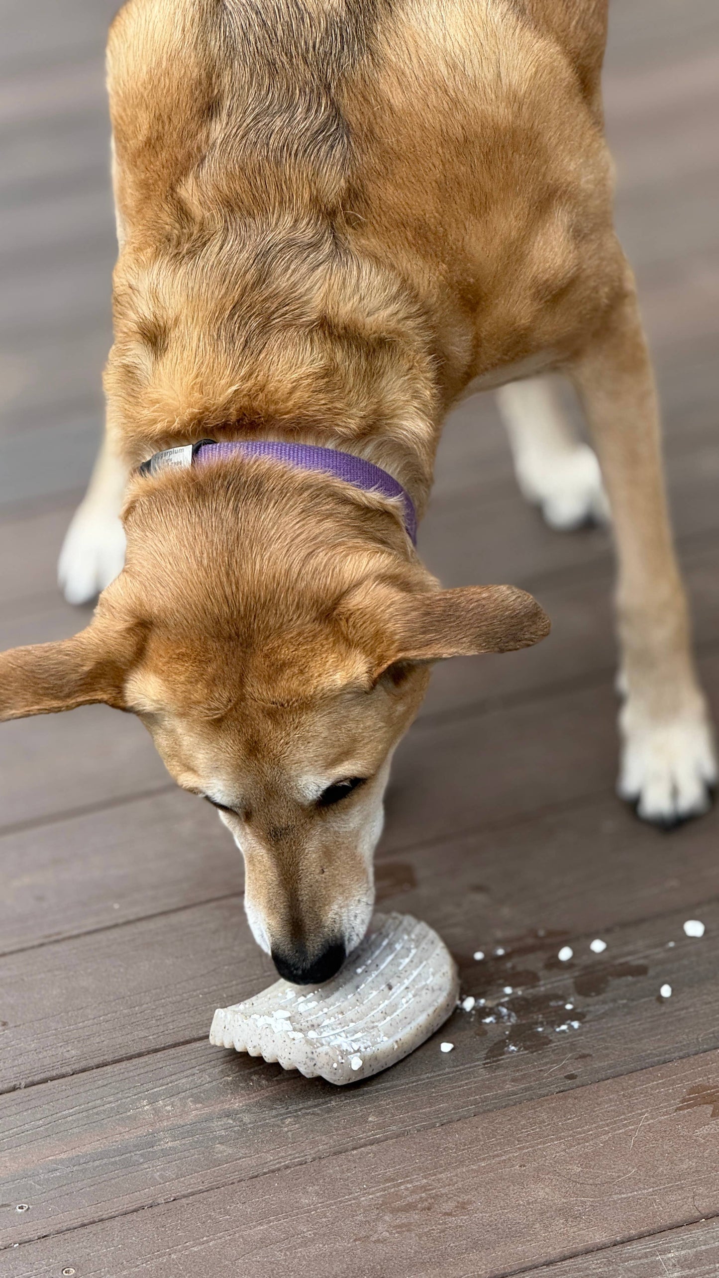 SodaPup Dog Toys - Potato Chip Nylon Chew & Enrichment Toy | 2-in-1 for Aggressive Chewers | SodaPup - Doot's Pet LLC Collars For A Cause