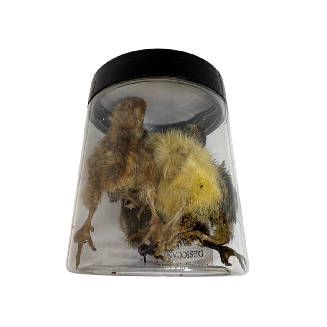 Whole Quail Chick for Carnivore Pets - Natural Prey Feeding - Quality Protein Source Medium Size Chicks 5 Count - Doot's Pet LLC Collars For A Cause
