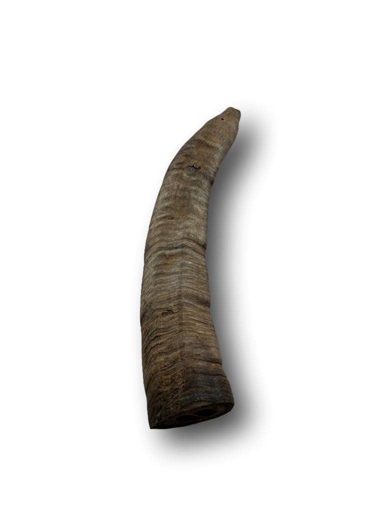 Doot's Chew Bar - Goat Horn Medium 9"-11"