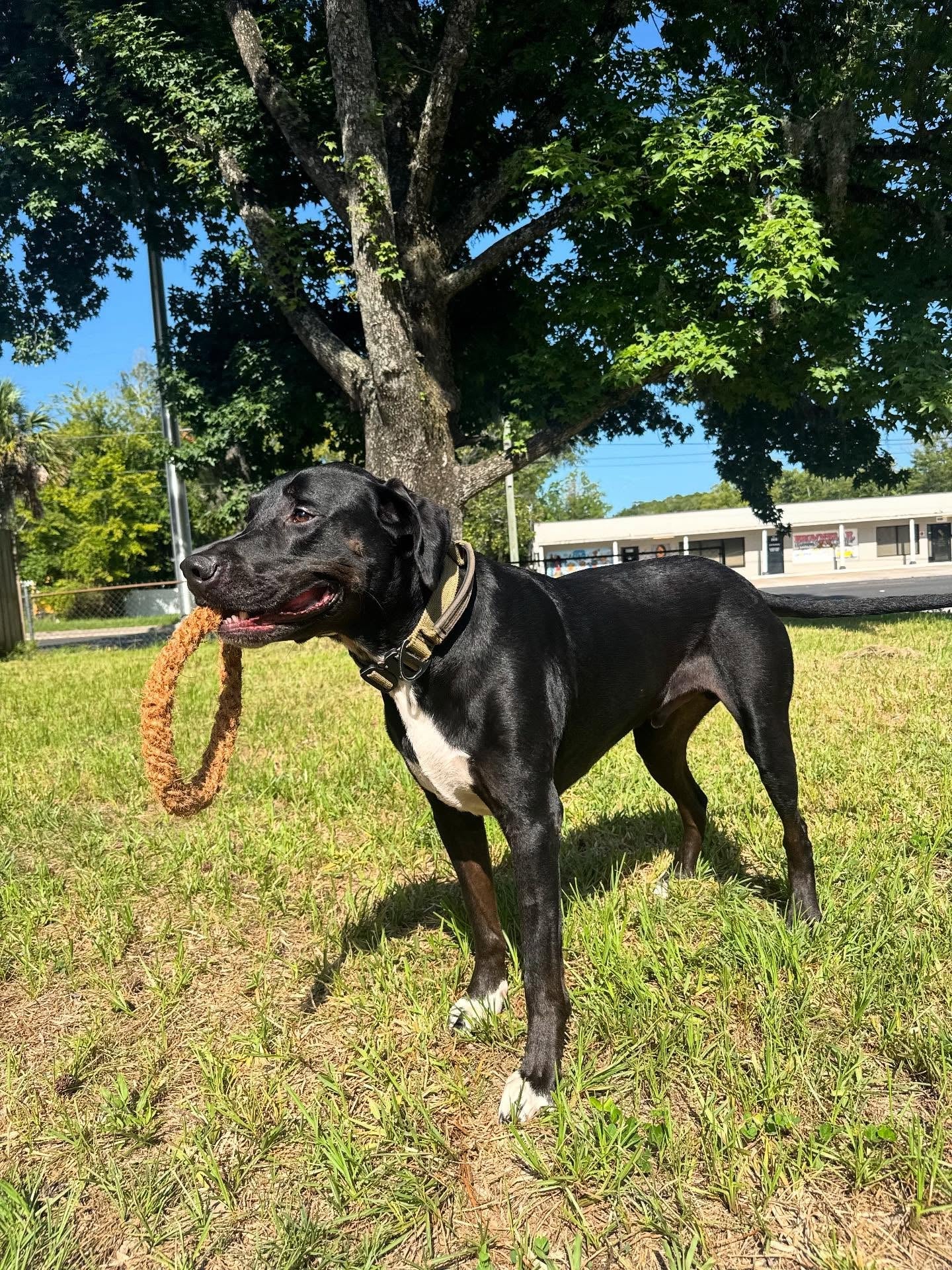Coconut Rope Ring