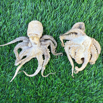 Doot's Chew Bar- Golden Nibbles - Baby Octopus - Single Piece Freeze Dried Treats for Dogs & Cat