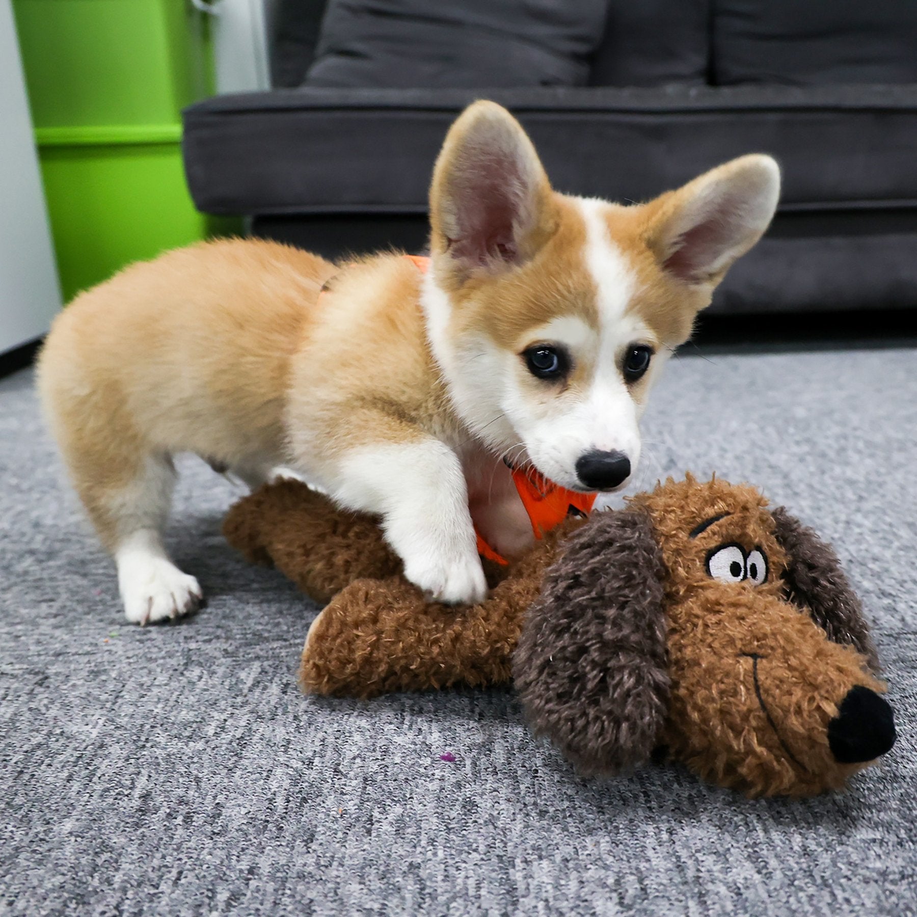 Calming Pals-Dog Toy Anti Anxiety Plush Buddy - Doot's Pet LLC Collars For A Cause
