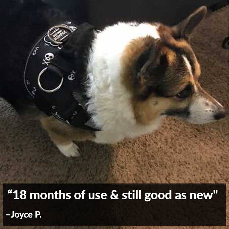 Joyride Harness - Skulls Joyride Basic Essential Dog Harness 1.0 - XL