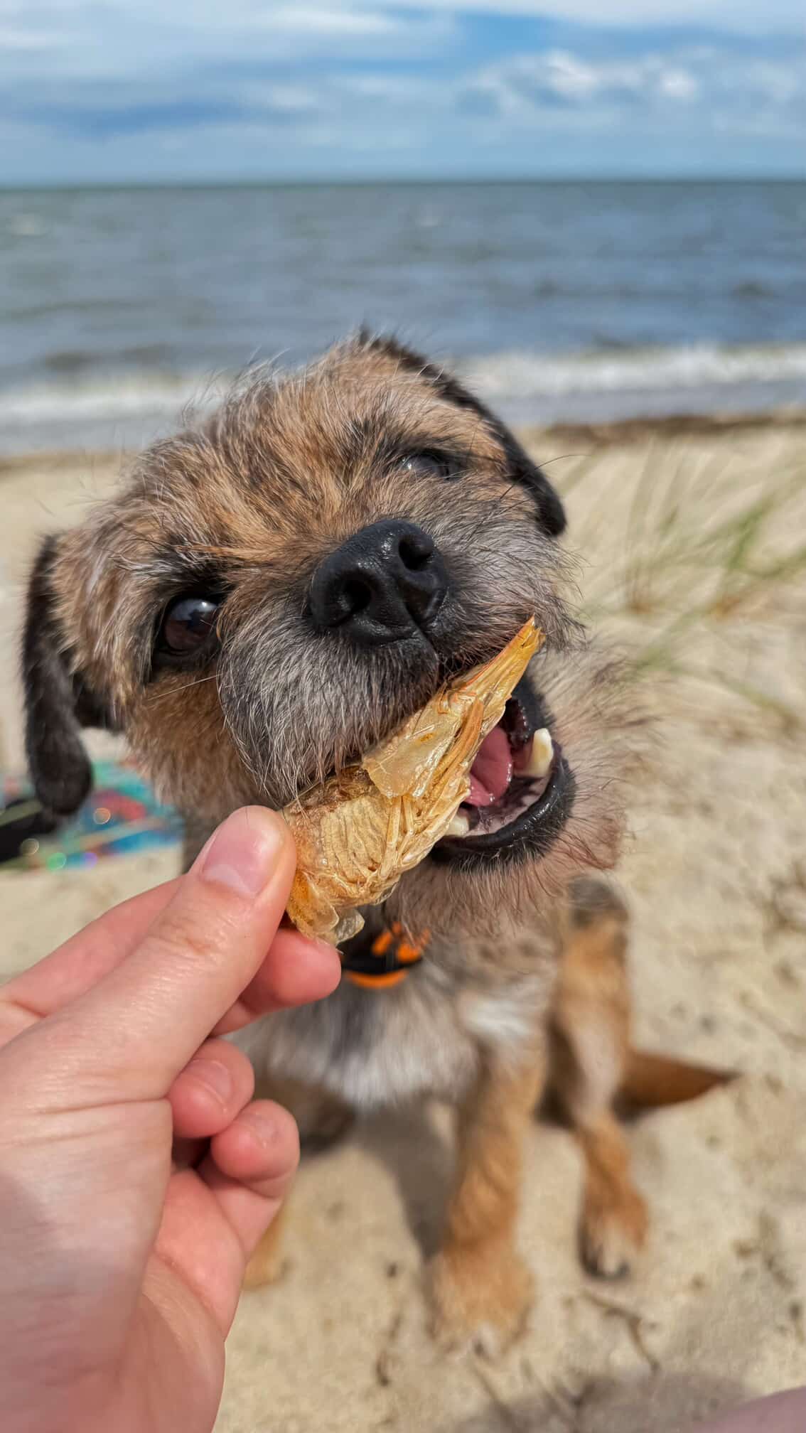 Doot's Chew Bar - Golden Nibbles - Large Prawn/Shrimp - Single Freeze-Dried