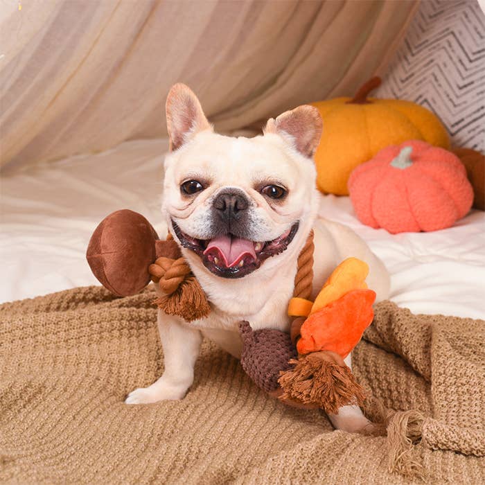 Hugsmart Products Inc - HugSmart Pet - Autumn Tailz  | Autumn Acorn - Dog Rope Toy