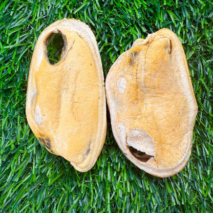 Doot's Chew Bar - Golden Nibbles - New Zealand Green-Lipped Mussel - Freeze-Dried  - 1 Mussel