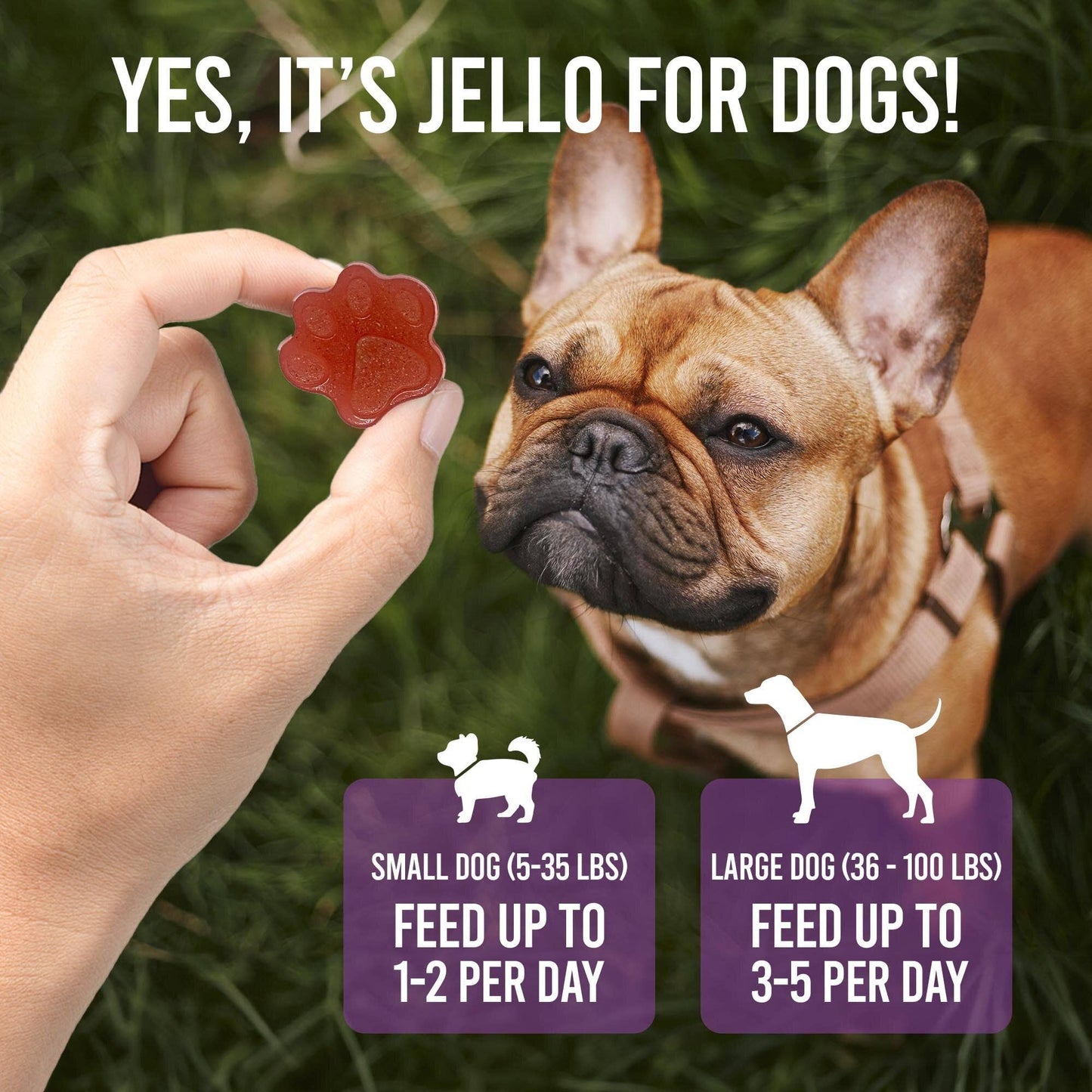 SodaPup Dog Toys - Dogtastic Jelly Shots Silicone Mold - Paw Shape - Doot's Pet LLC Collars For A Cause