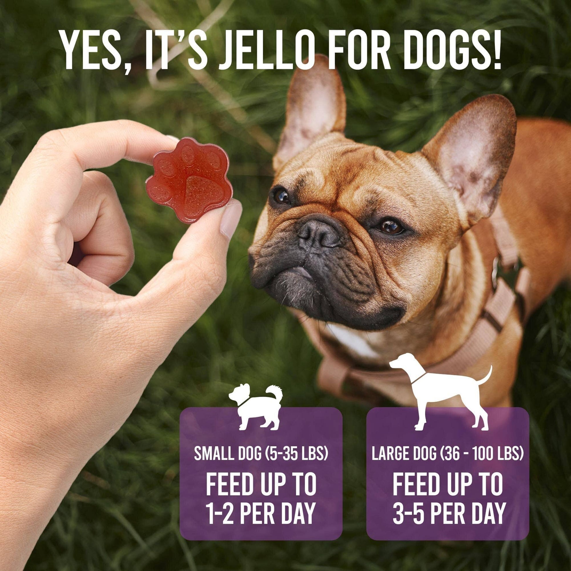 SodaPup Dog Toys - Dogtastic Jelly Shots Silicone Mold - Paw Shape - Doot's Pet LLC Collars For A Cause