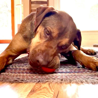 SodaPup - Squeak Ball Ultra Durable PUP-X Squeaking, Chewing, Floating & Retrieving Ball - Large Squeaker Ball - glow in the dark