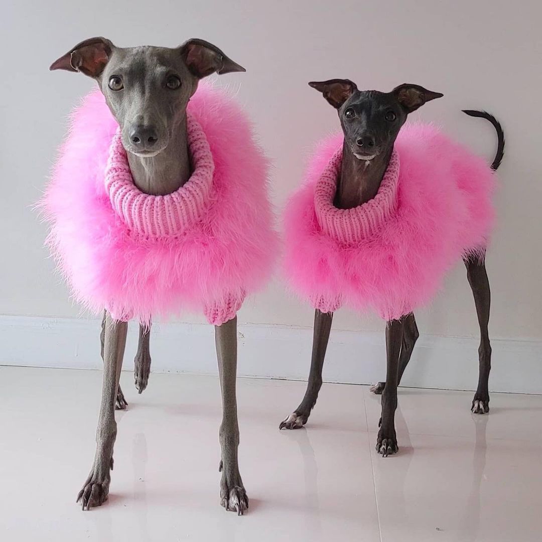 Haute Couture Feathered Luxury Pet Sweater - Doot's Pet LLC Collars For A Cause